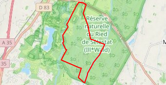 La forêt de l'Illwald