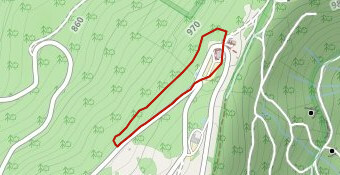 Circuit raquette des petits Lynx