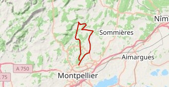 BREVET DFCI GC 2022 60K