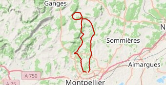 Montpellier 1 - 2 bosses au nord