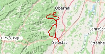 NNO M Mont Ste Odile 80km d1224